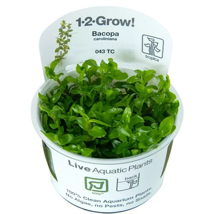 Bacopa caroliniana TC by Tropica