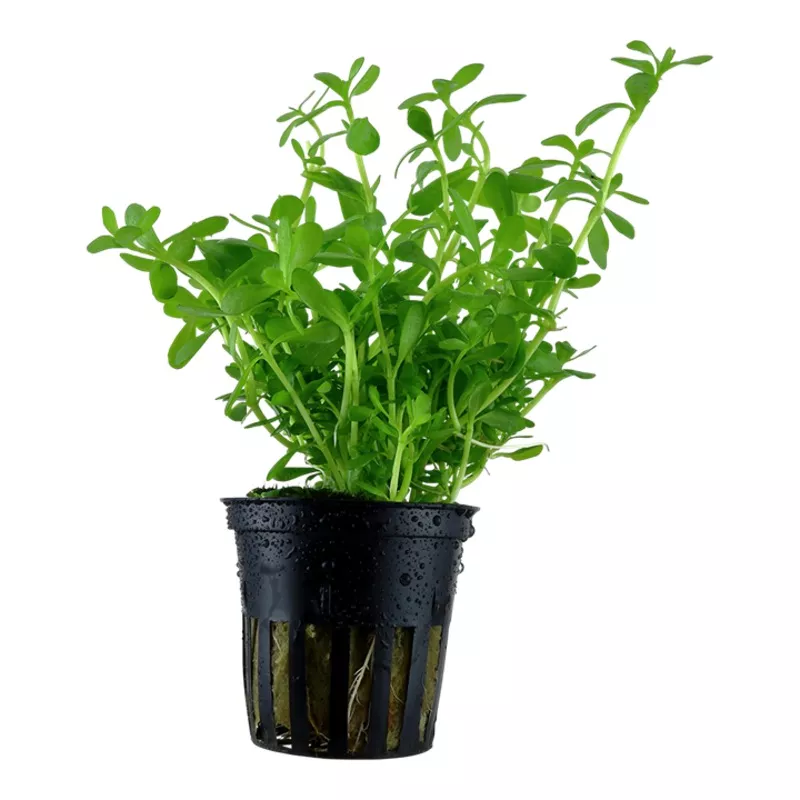 Bacopa monnieri ‘Compact’ – Pot