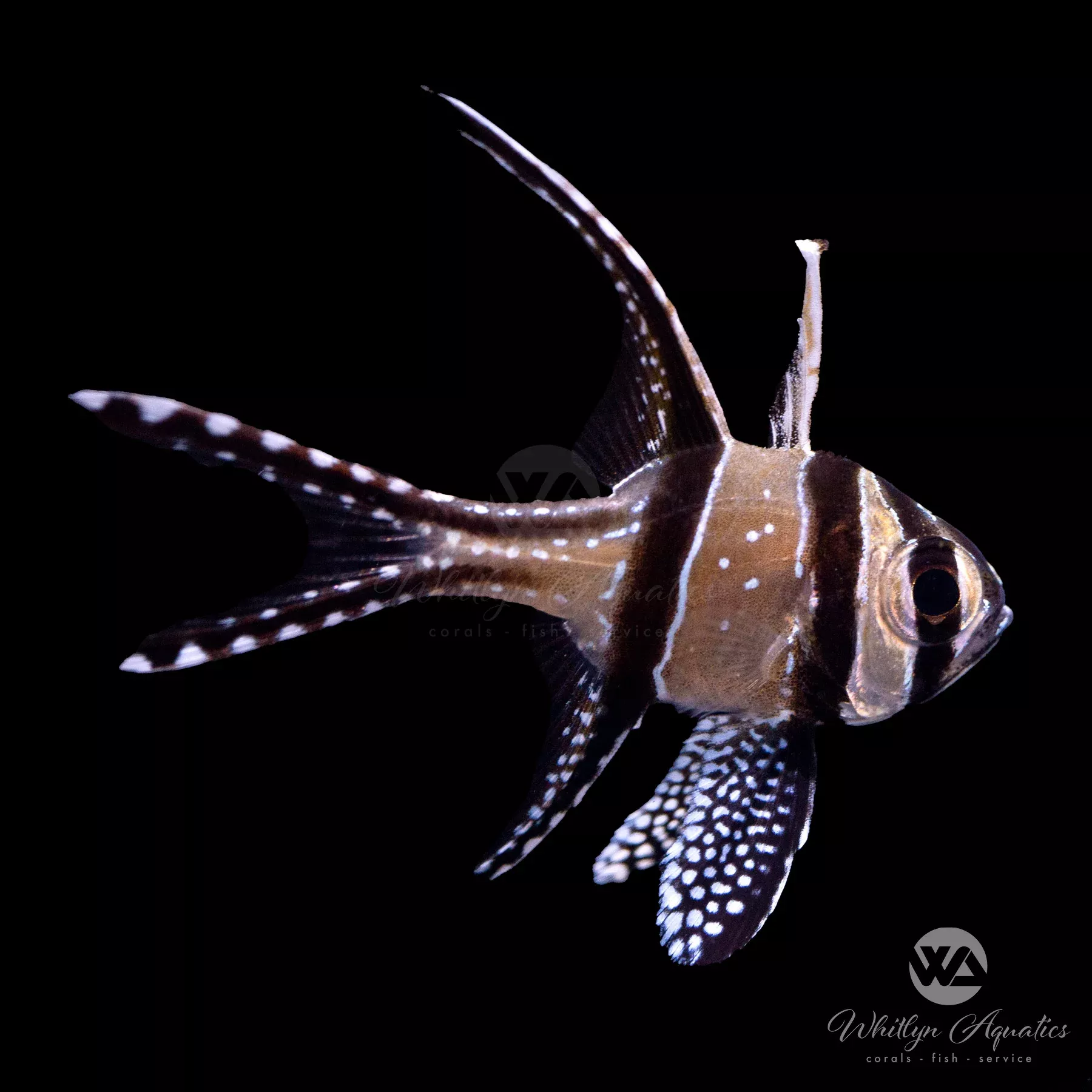 Banggai Cardinal (Pterapogon kauderni)