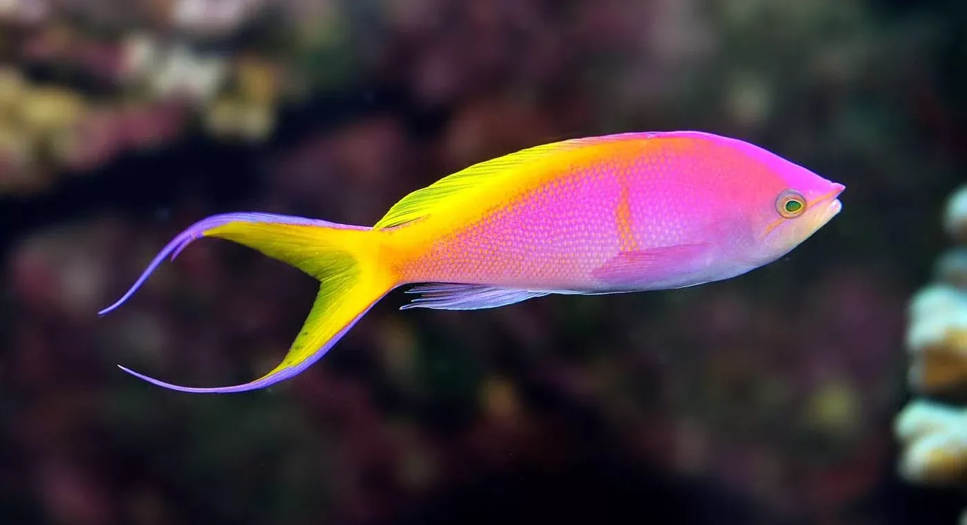 Bartlett’s Anthia Male (Pseudanthias bartlettorum)
