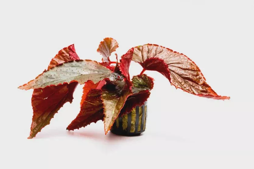 Begonia ‘Arabian Sunset’ (Mallet Begonia)