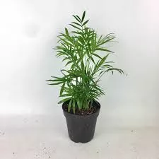 Bella Palm Terrarium Plant