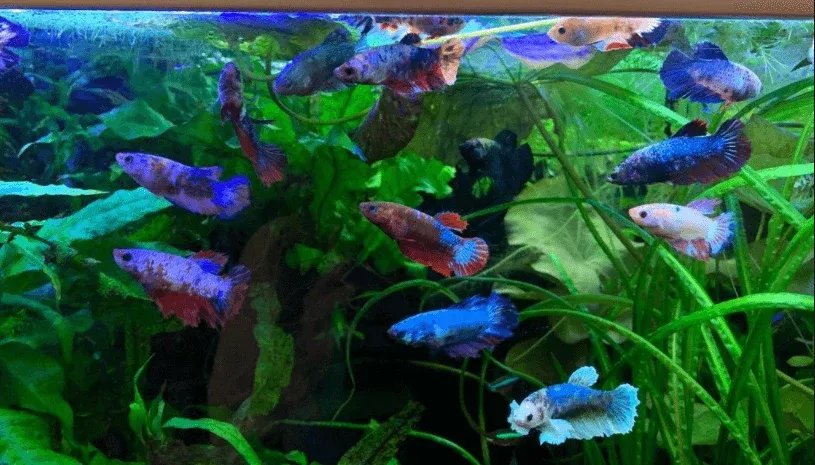 Betta Female - Regular
