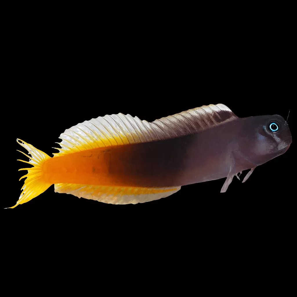 Bicolor Blenny (Ecsenius bicolor)