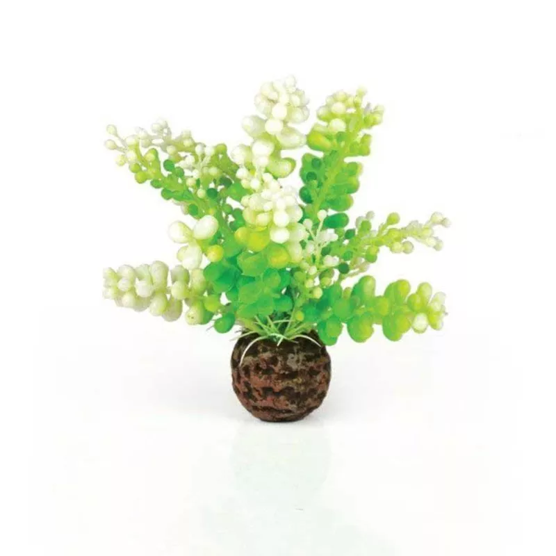 biOrb Aquatic Caulerpa Green