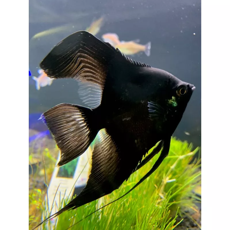 Black Angelfish – Med