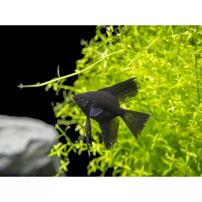 Black Angelfish (Pterophyllum scalare), Tank-Bred