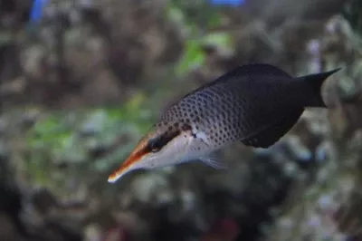Black Bird Wrasse (Gomphosus varius)