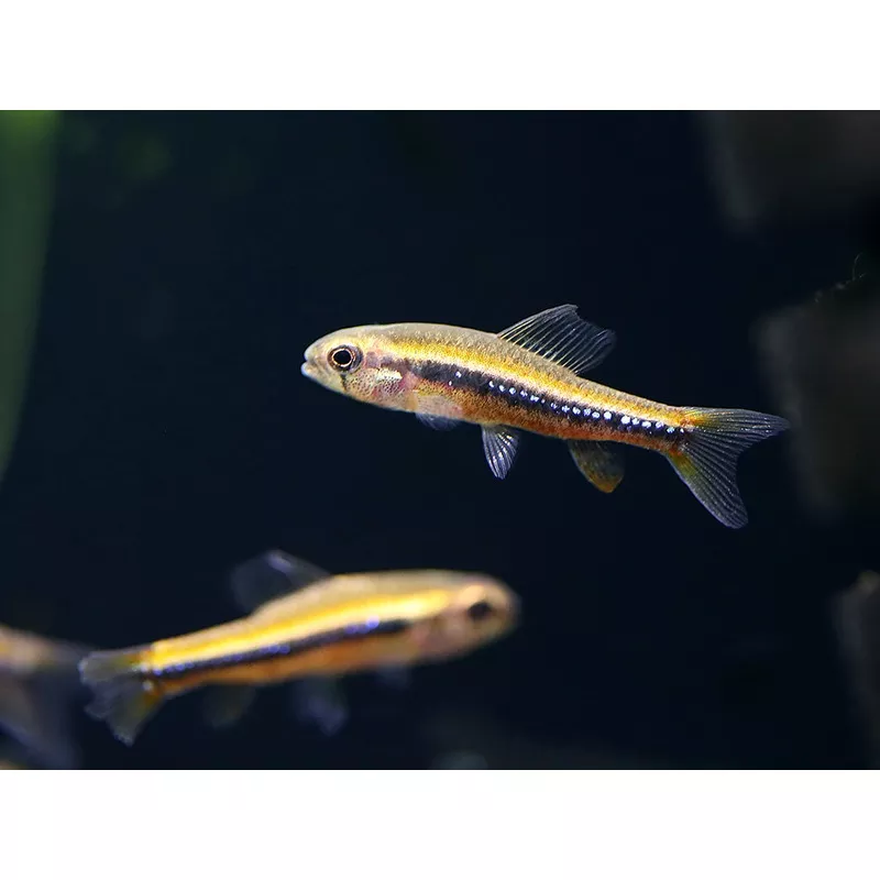 Black Darter Tetra (Poecilocharax weitzmani)