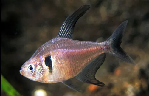 * Black Phantom Tetra *PLEASE CONTACT FOR AVAILABILITY BEFORE ORDERING *LOCAL ONLY, NO OUT OF STATE SHIPPING