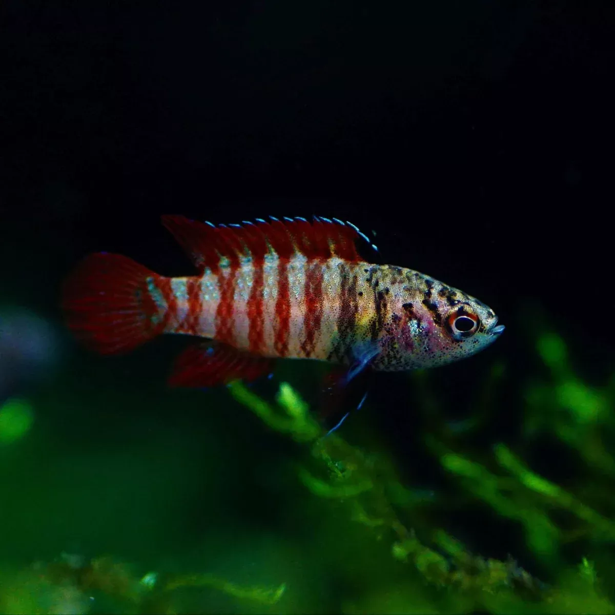Black Tiger Badis (Dario sp. ‘Myanmar’)