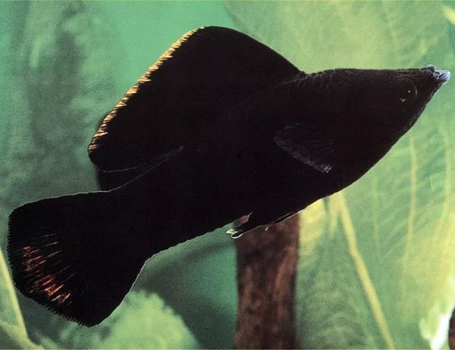 Black Yucatan Molly