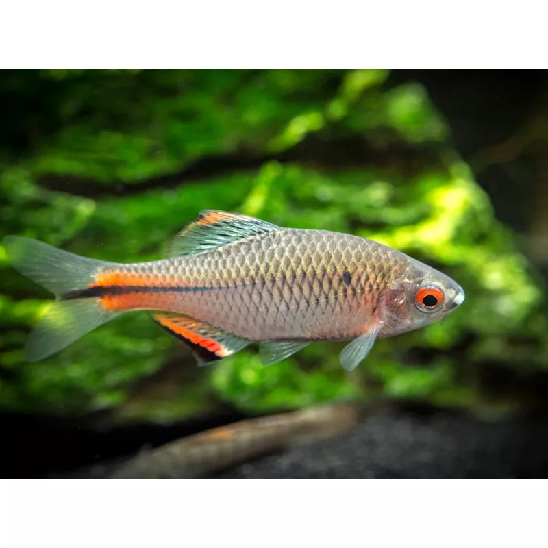 Blue Amur Taiwanese Bitterling (Paracheilognathus himantegus)