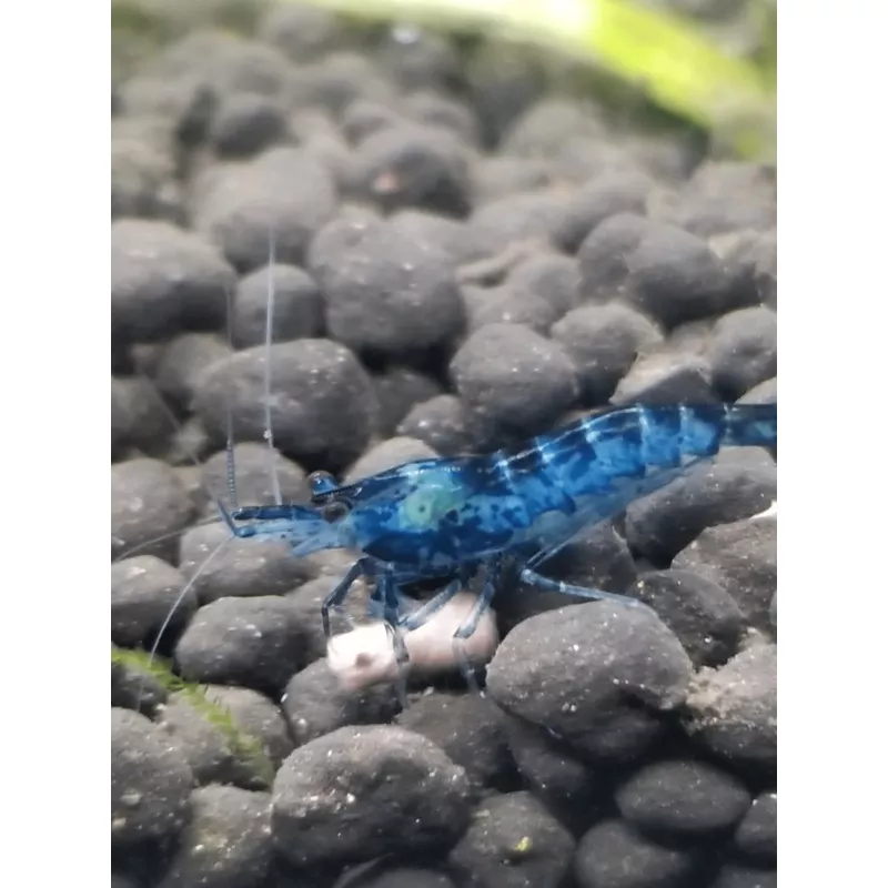 Blue Dream- Neocaridina Shrimp