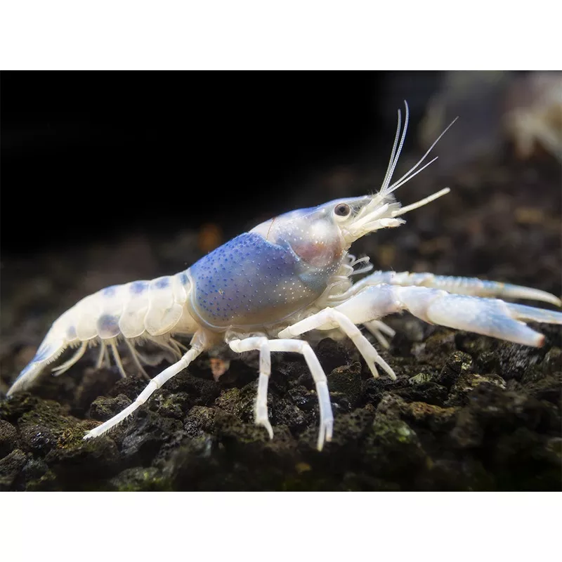 Blue Ghost Crayfish (Procambarus clarkii Blue Ghost”), Tank-Bred