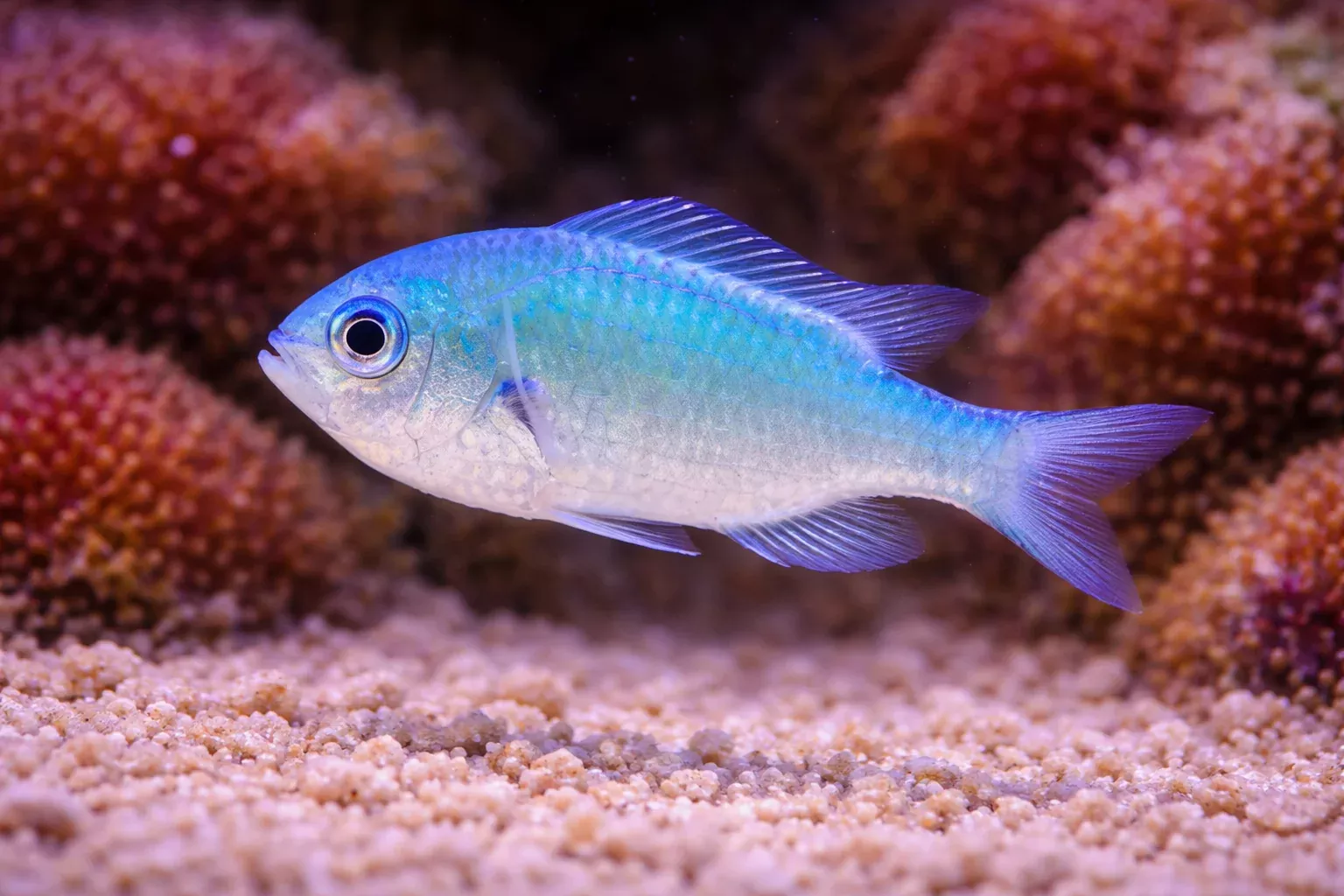 Blue Green Chromis