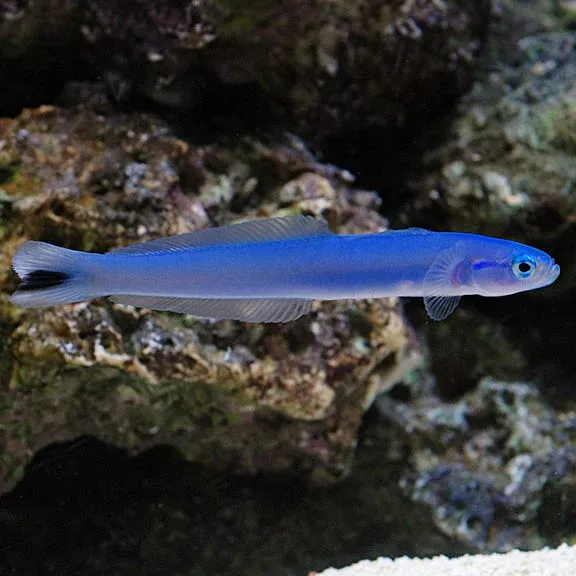 Blue Gudgeon Goby (Ptereleotris heteroptera)