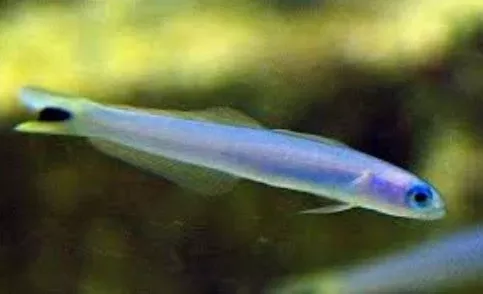 Blue Gudgeon Goby