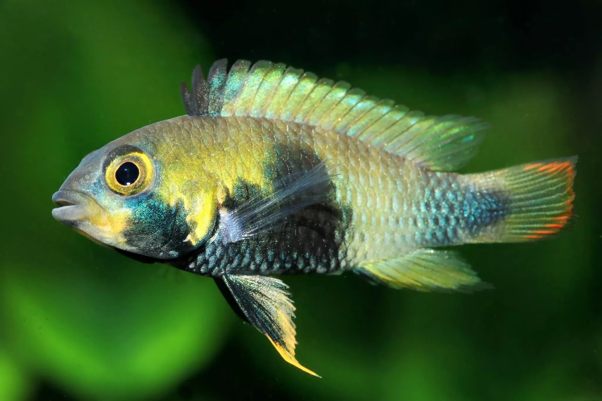 Blue Panda Dwarf Cichlid (Apistogramma panduro/pandurini)