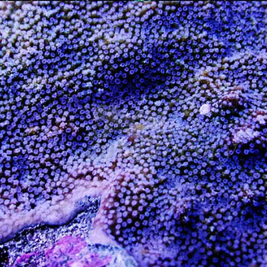 Blue Polyp Montipora F1