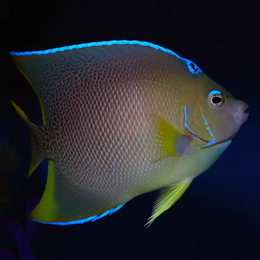 Blue Queen Angelfish Adult