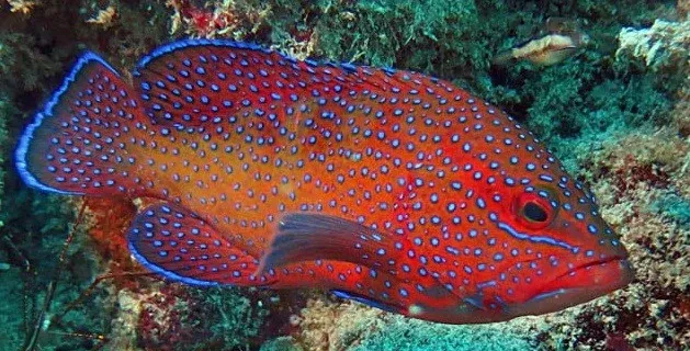 Blue Spot Vampire Grouper
