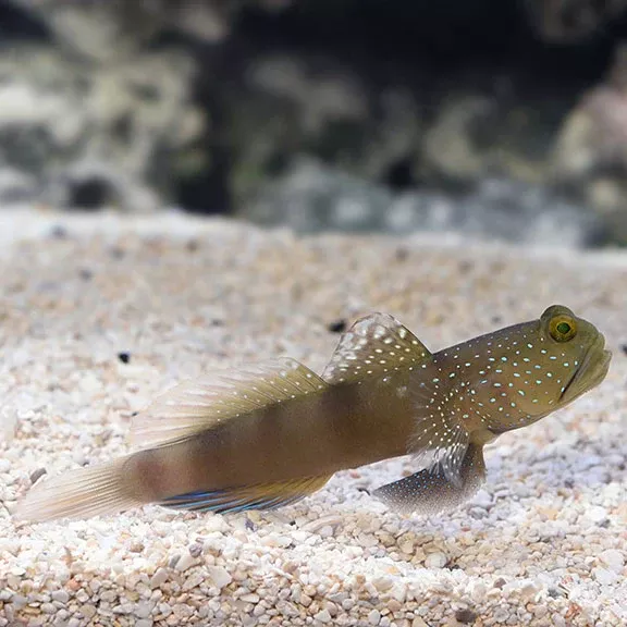 Blue Spotted Watchman Goby (Cryptocentrus pavoninoides)