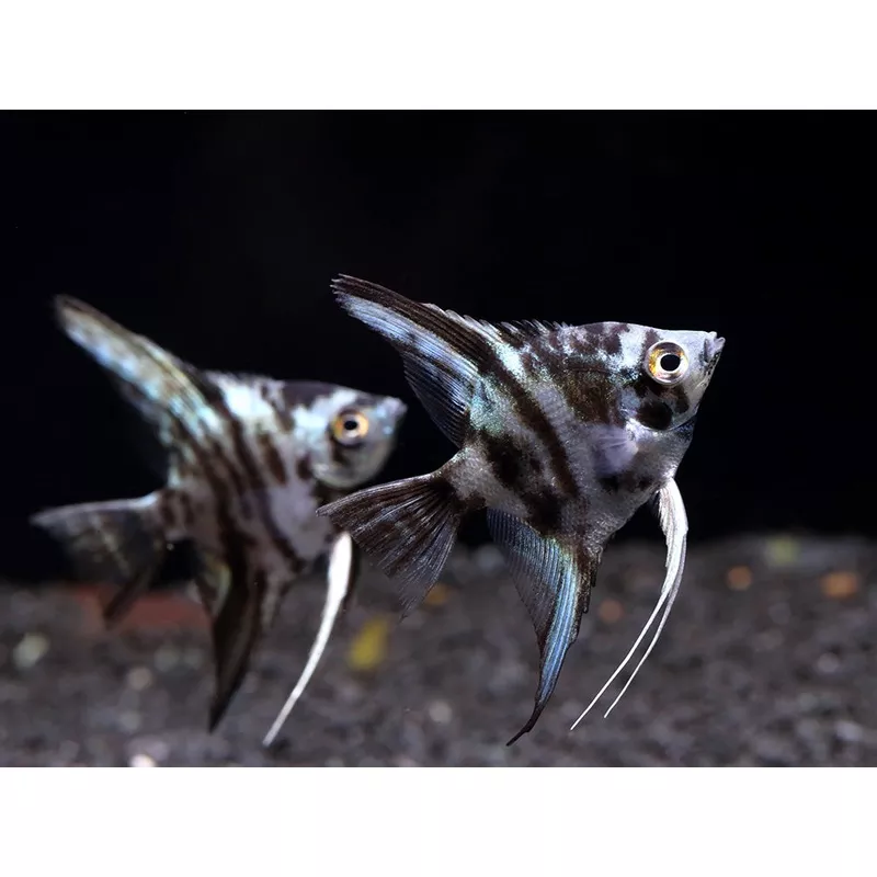 Blue Turquoise Marble Angelfish (Pterophyllum scalare)Tank Bred