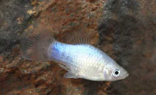 * Blue Wag Platy *PLEASE CONTACT FOR AVAILABILITY BEFORE ORDERING *LOCAL ONLY, NO OUT OF STATE SHIPPING