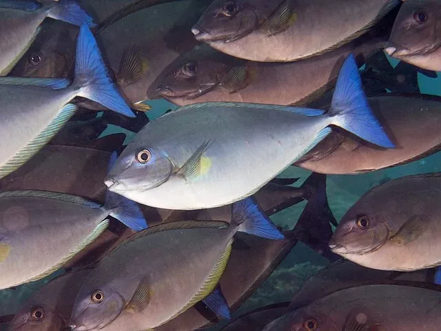 Bluetail Unicorn Tang (Naso caeruleacauda)