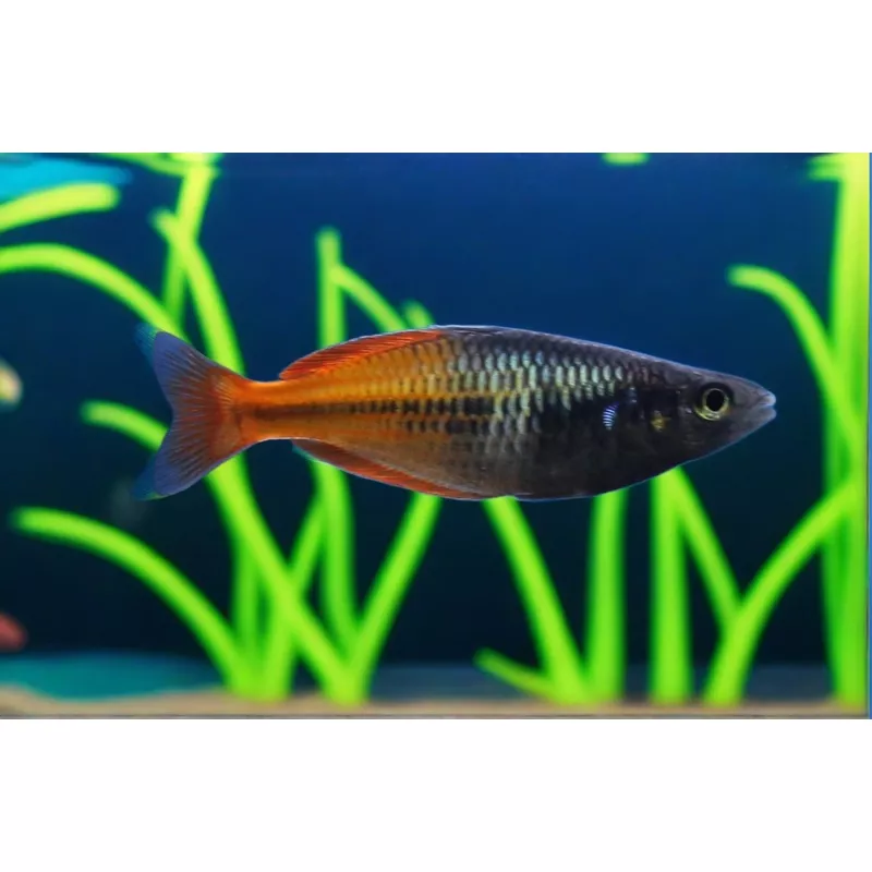 Boesemani Rainbow 2″-3″