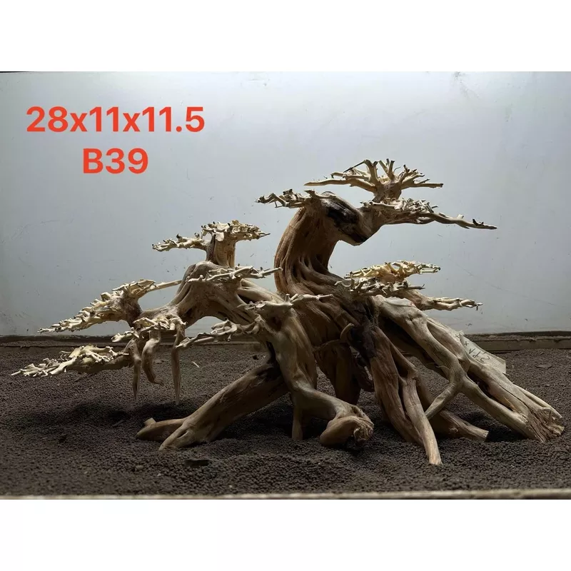 Bonsai Driftwood B39