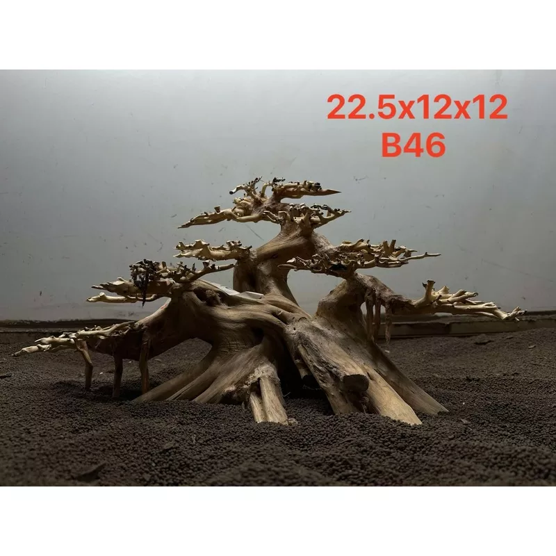 Bonsai Driftwood B46