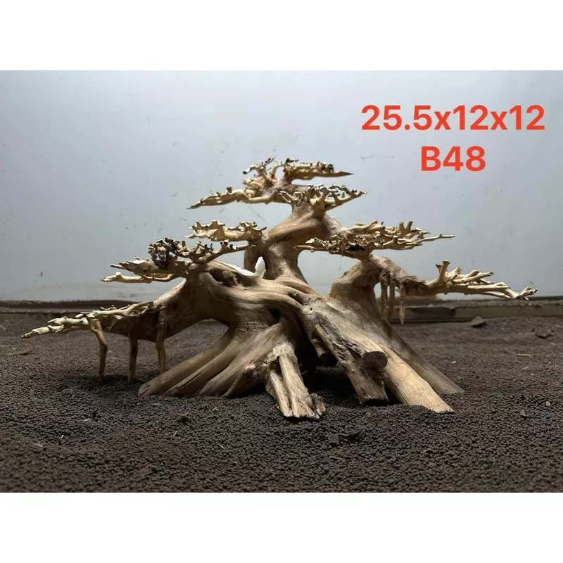 Bonsai Driftwood B48