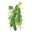 Botanical Interests Telegraph Improved Cucumber Seeds