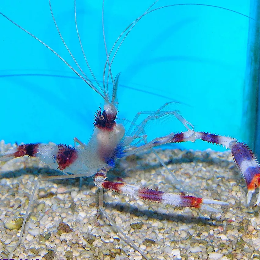 Boxing Shrimp