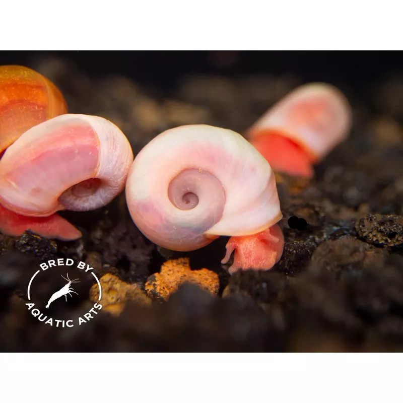 Bright Red Ramshorn Snails (1/4″ to 1″)