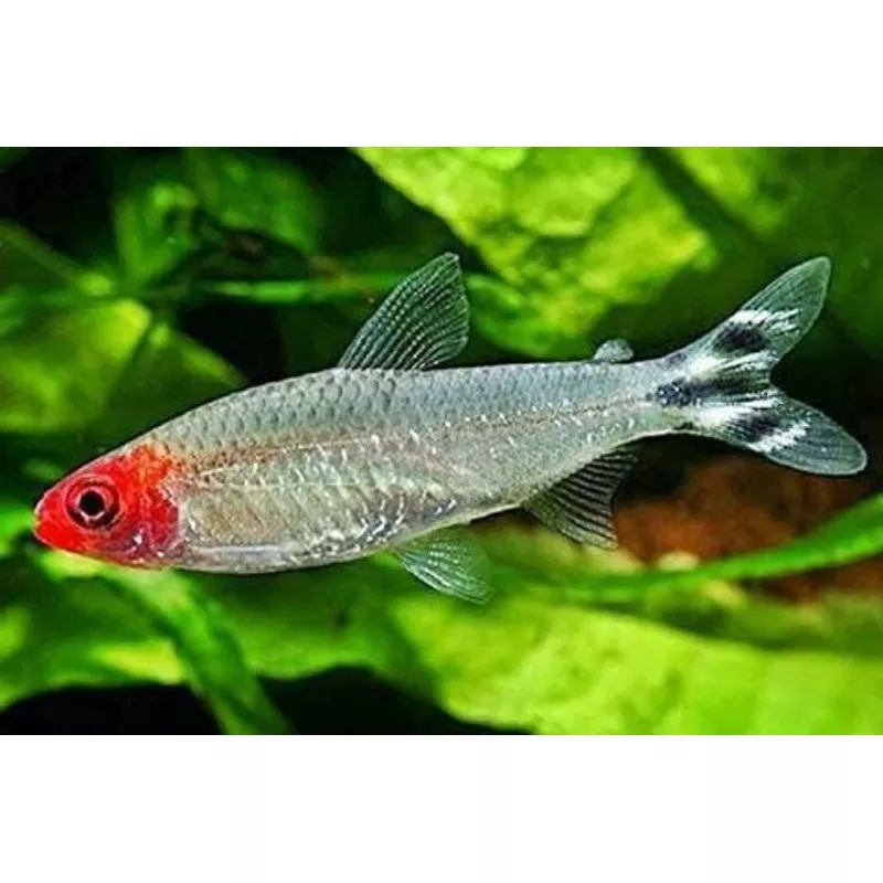 Brilliant Rummynose Tetra