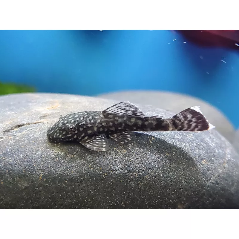 Bristlenose Pleco Large
