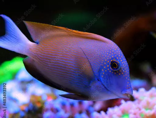 Bristletooth, Orange Stripe Tang