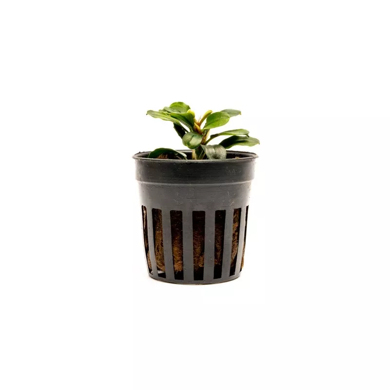Bucephalandra Apple Leaf