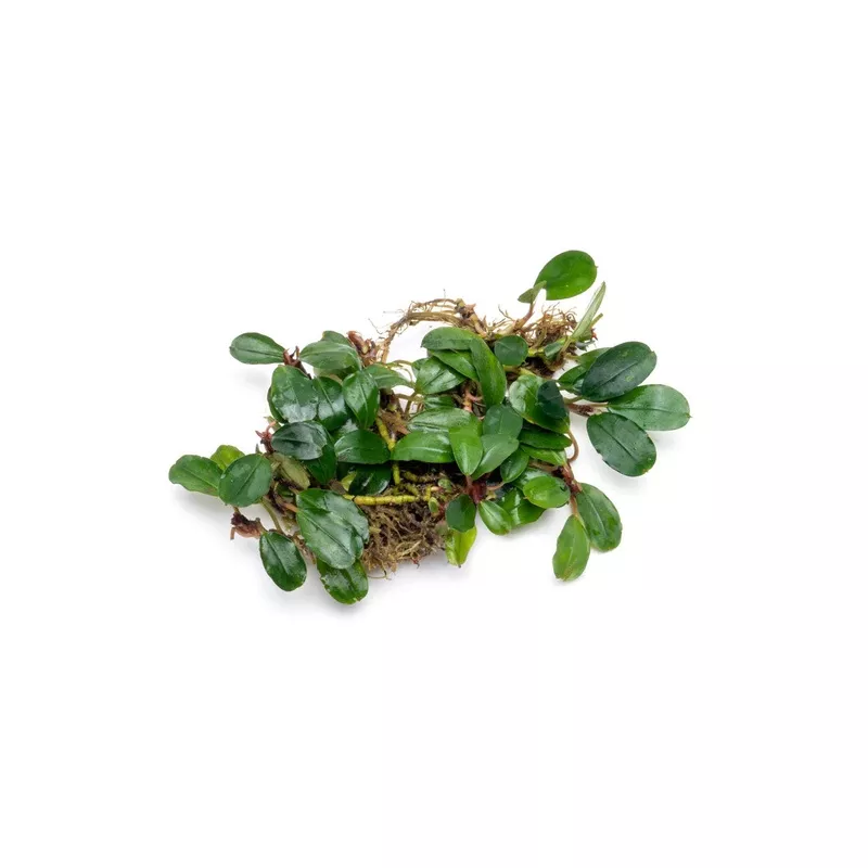 Bucephalandra Brownie Athena