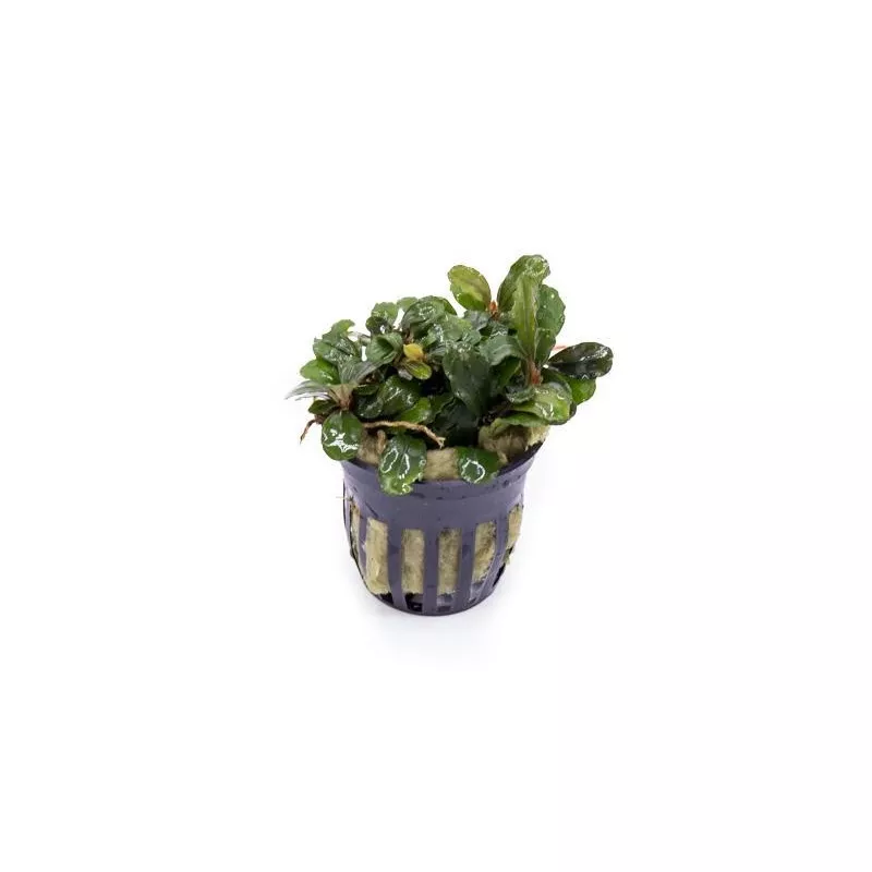 Bucephalandra Brownie Blue Pot