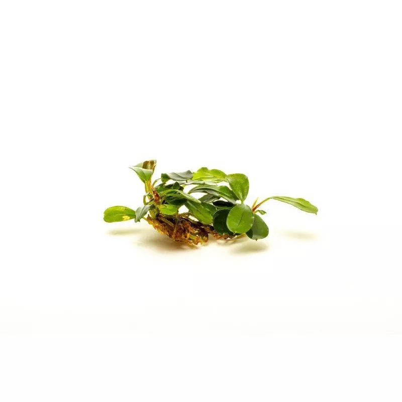 Bucephalandra Brownie Brown