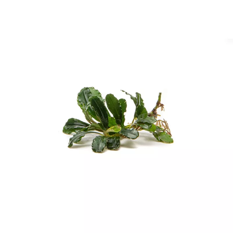 Bucephalandra Brownie Phantom
