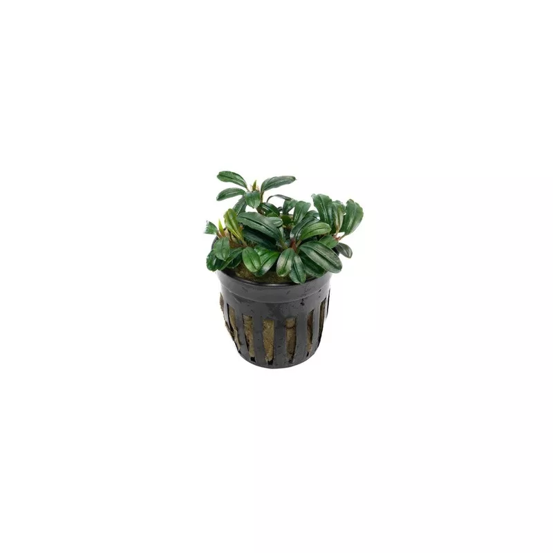 Bucephalandra Brownie Phoenix Brown (Farmed)