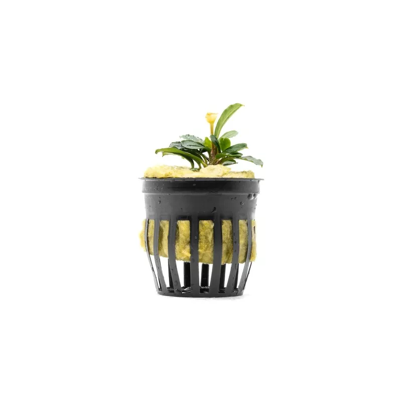 Bucephalandra Brownie Phoenix (Farmed)