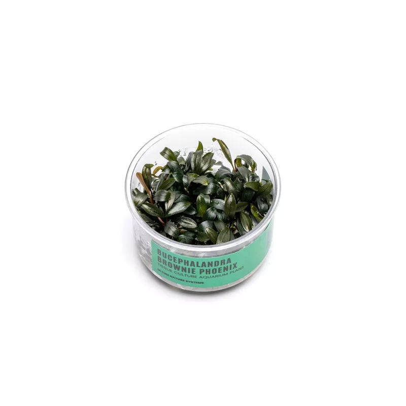 Bucephalandra Brownie Phoenix UNS Tissue Culture