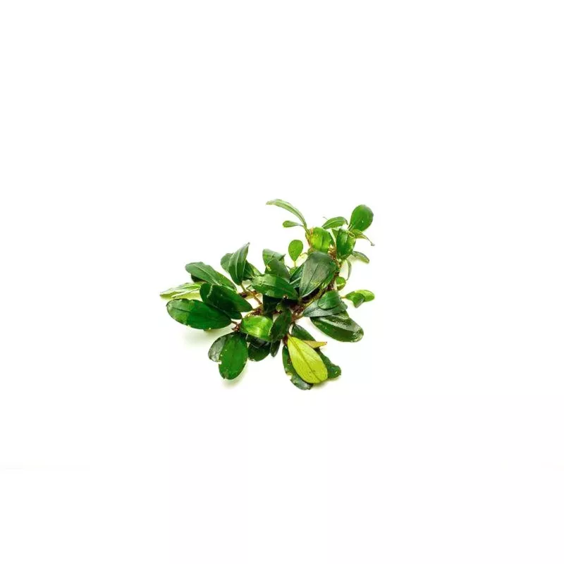 Bucephalandra Brownie Purple