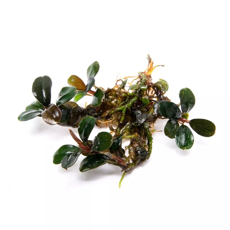 Bucephalandra Brownie Sugar